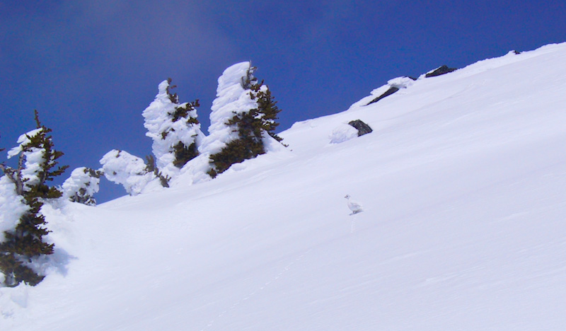 White-Tailed Ptarmigan On Snow Slope